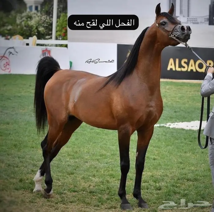 فرس واهو 0