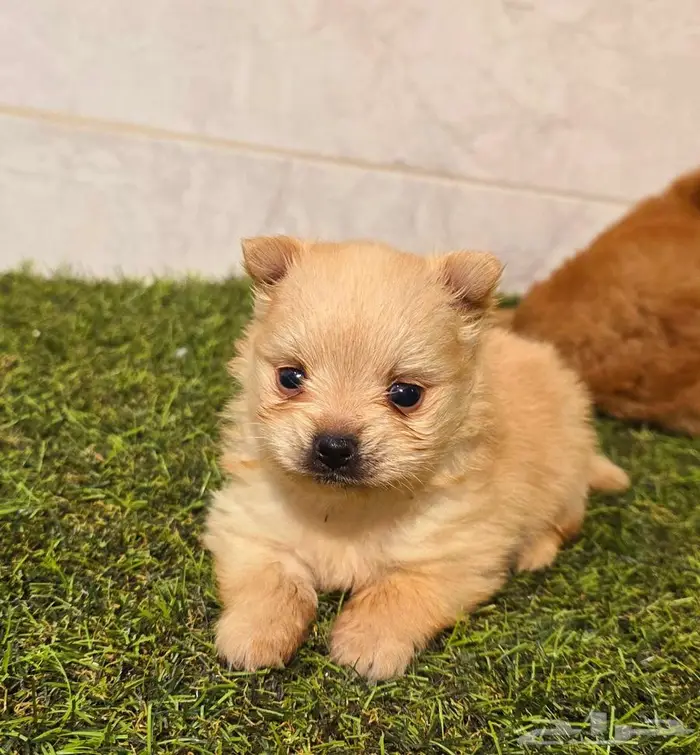 Pomeranian  mini toy poodle  shitzu  yorki  chiuaua 5