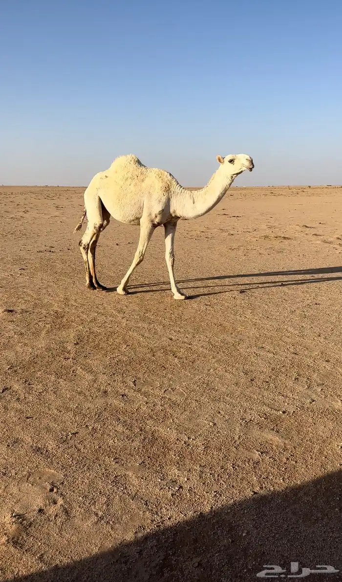 وضحا طيبه 0