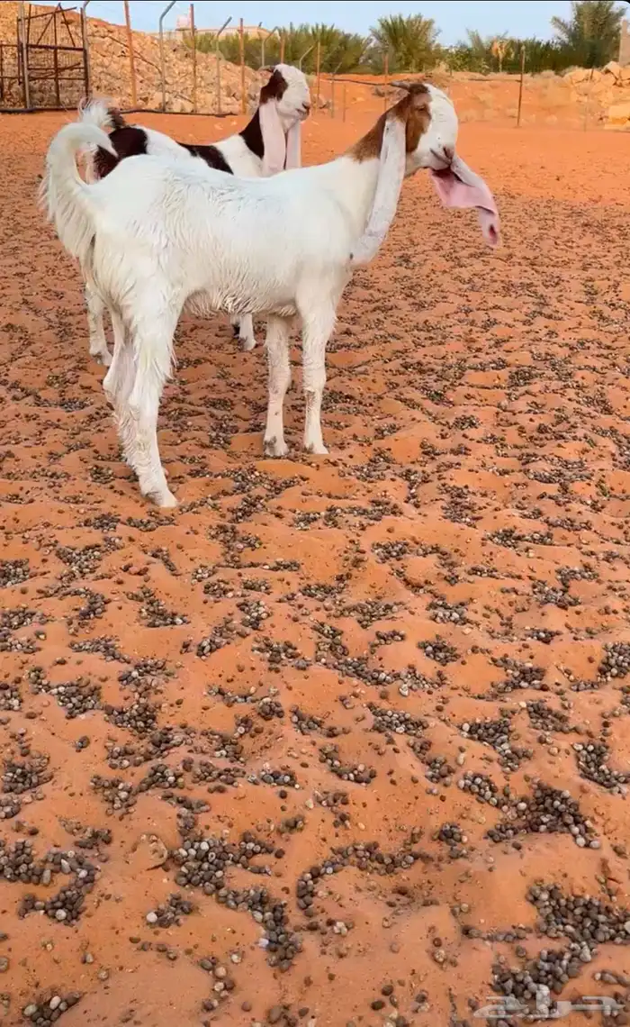 جفار مقنوي صنف 1