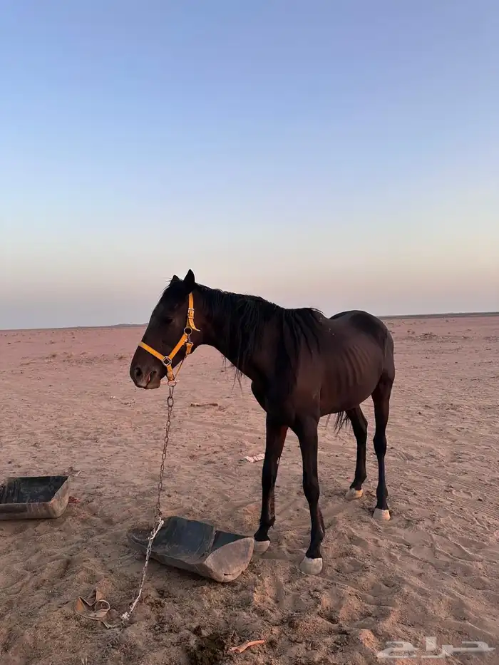 حصان للبيع 1