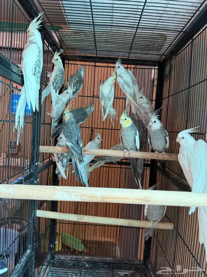 مجموعة كروانات 1