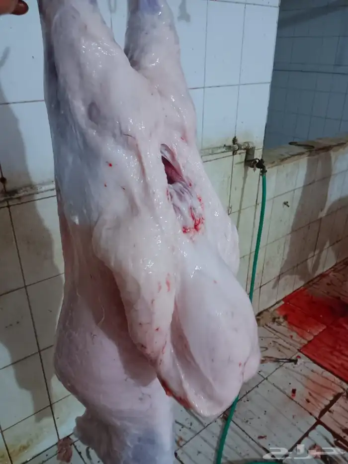 ذبائح نعيمي بلدي وتيوس وحري للبيع للثلاجات والمناسبات 6