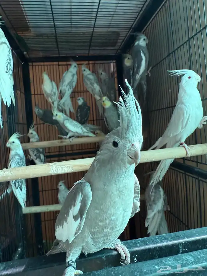 مجموعة كروانات 4