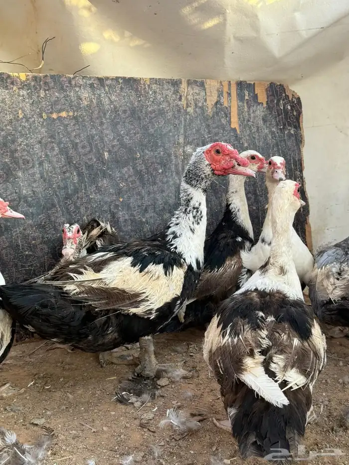 بط مصري ذكر وسبع اناثي 3