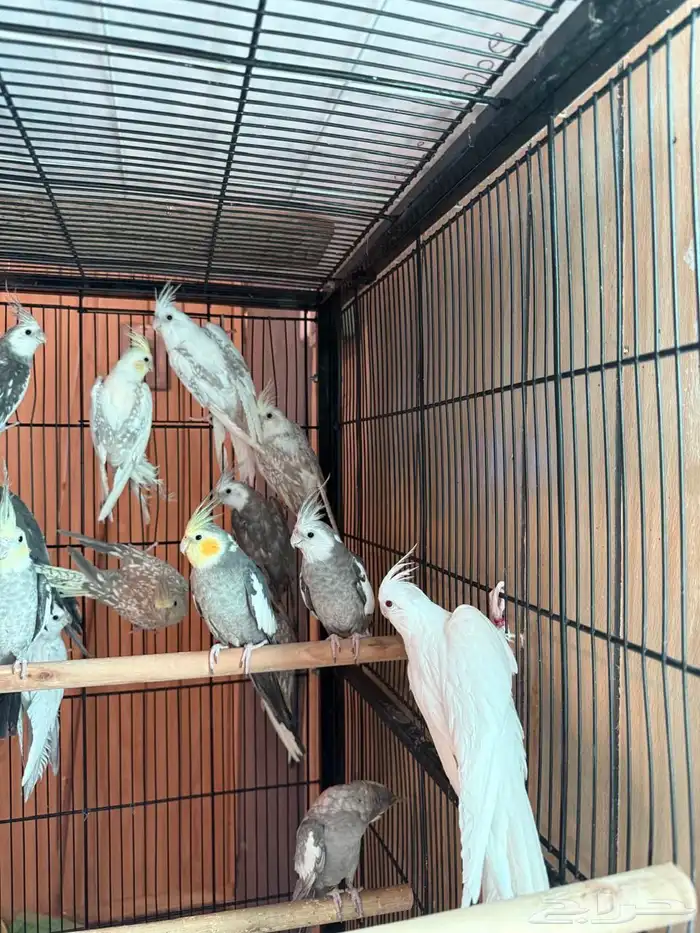 مجموعة كروانات 2