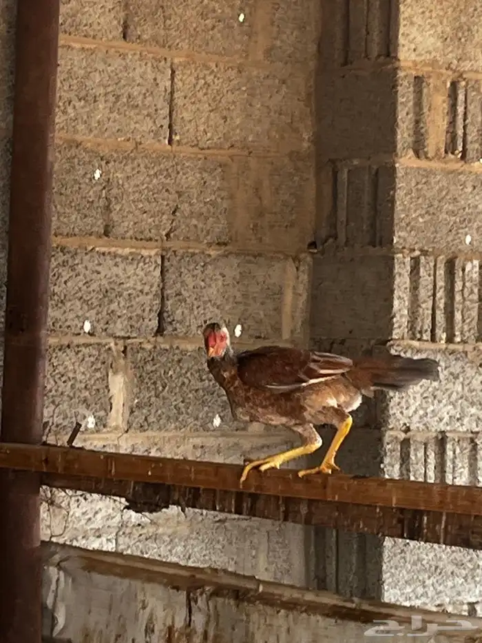 دجاج فارسي 10