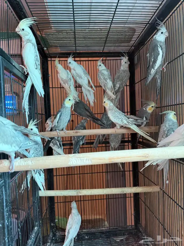 مجموعة كروانات 3