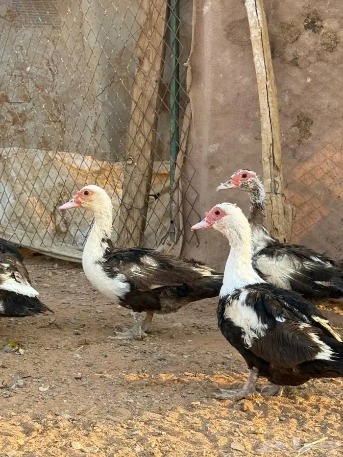 بط مصري ذكر وسبع اناثي 2