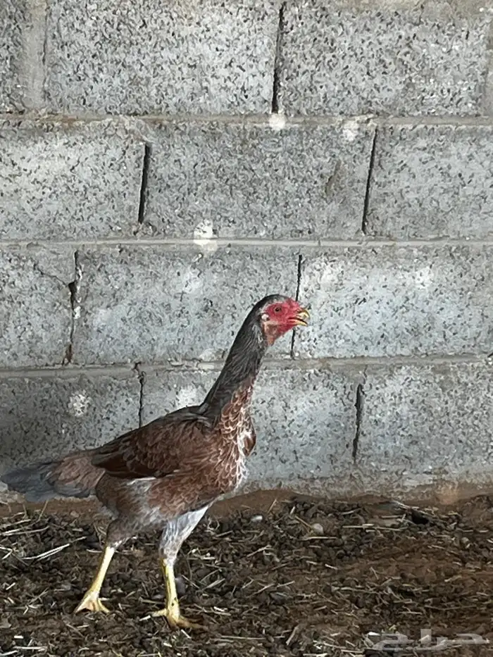 دجاج فارسي 8