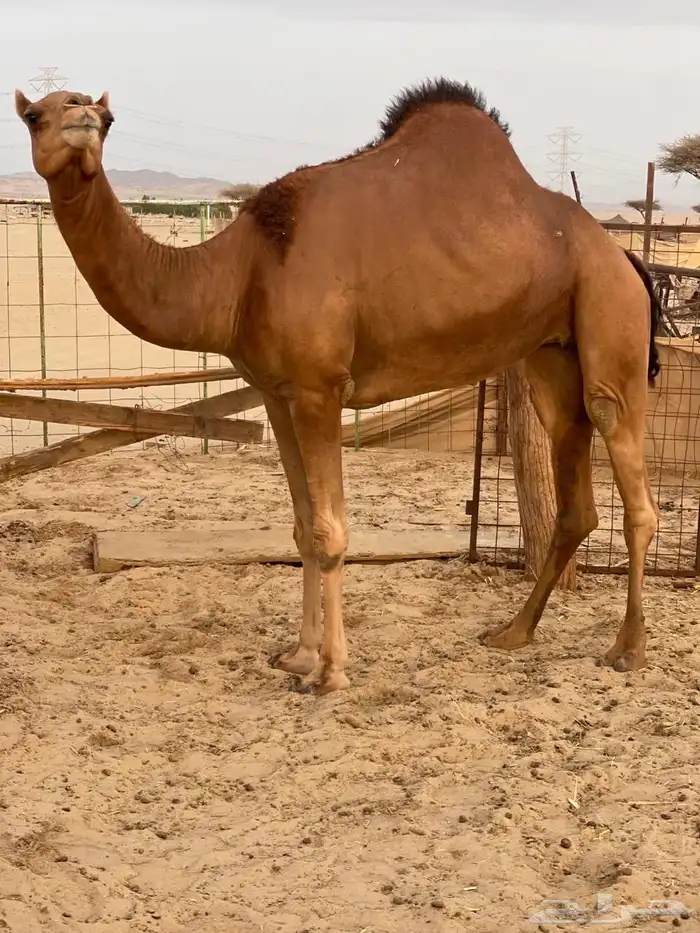 للبيع بكار سواحل 1