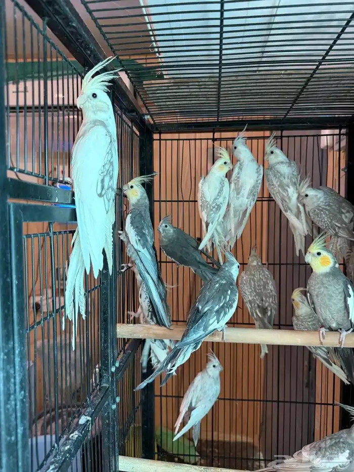 مجموعة كروانات 0