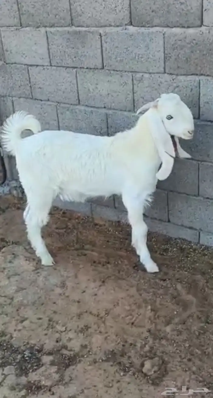 تيس مطور ابيض 0