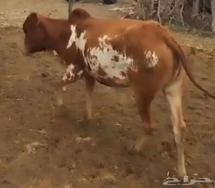 بقر للبيع 6