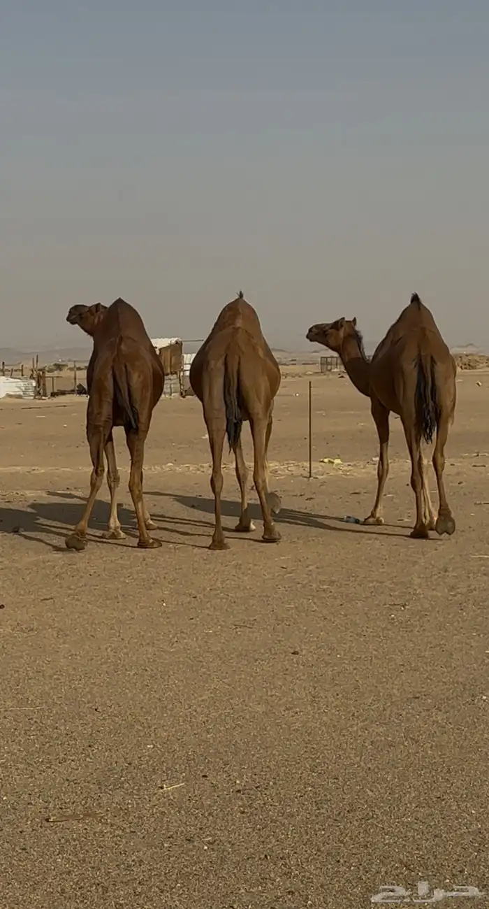 ثلاث ابل سواحل لقحات للبيع 4