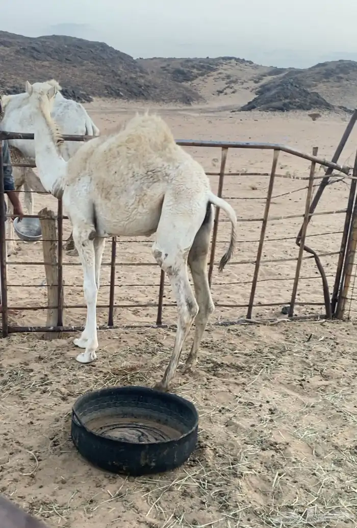 بكره للبيع على حليب امها 0