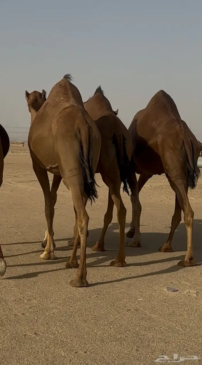 ثلاث ابل سواحل لقحات للبيع 3