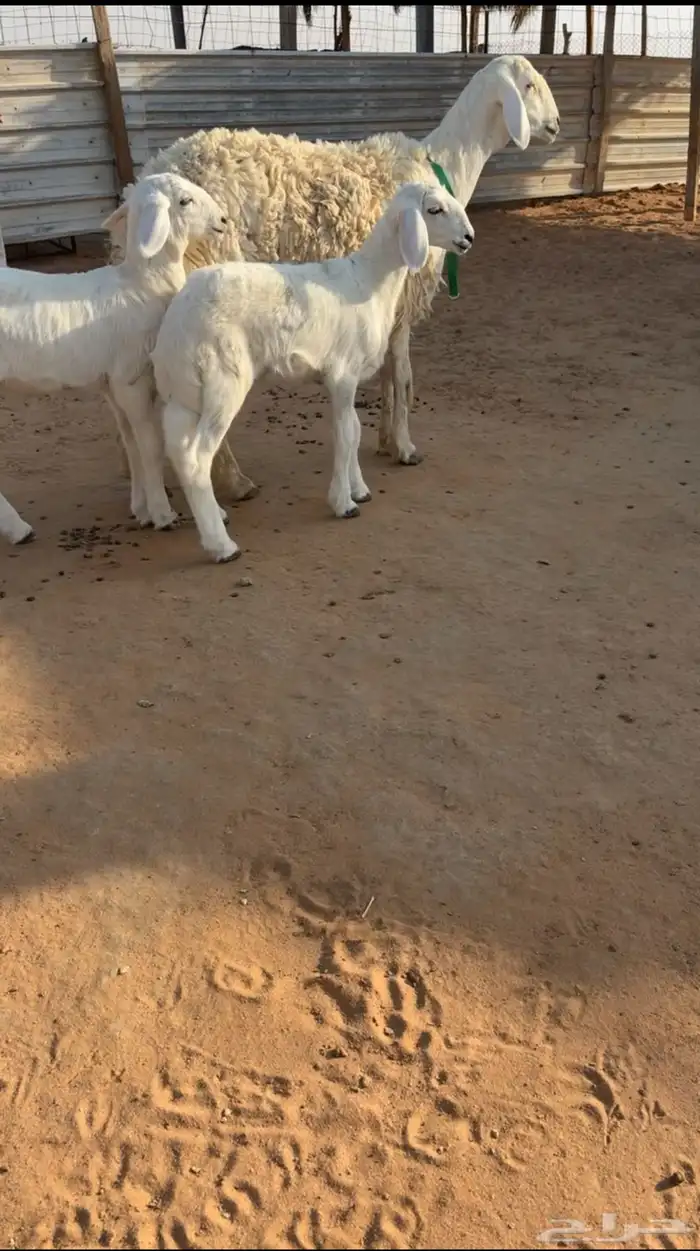 تم البيع 1