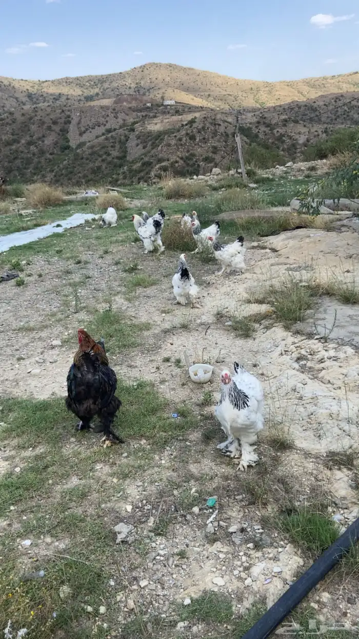 دجاج براهما بياض تم البيع 0