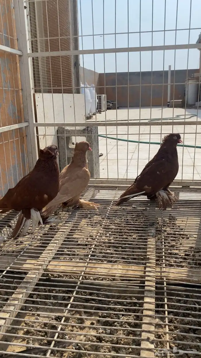 حمام عراقي 1