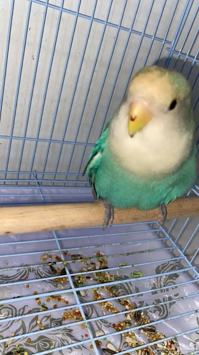 ببغاء روز اليف 4