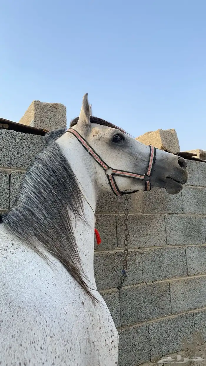 حصان شعبي من نوادر الشعبيات 6