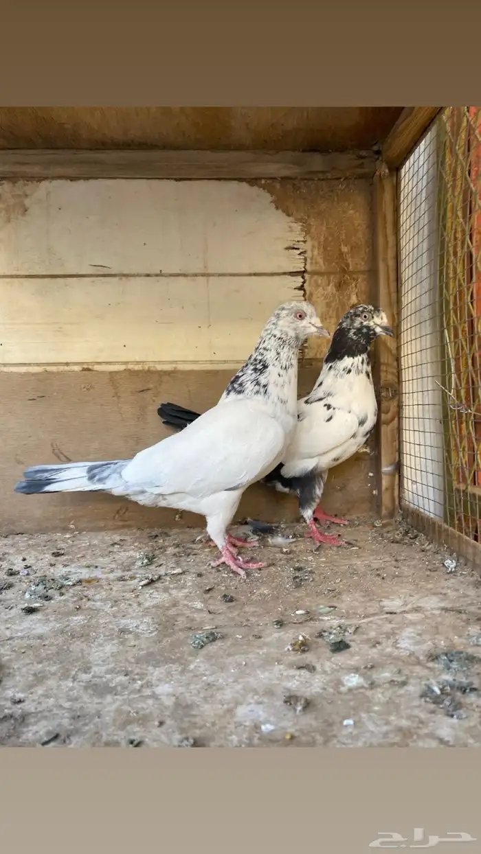 حمام 1