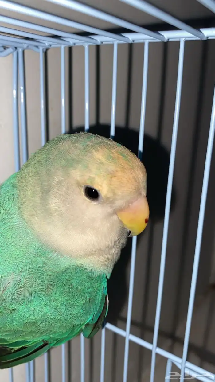ببغاء روز اليف 0