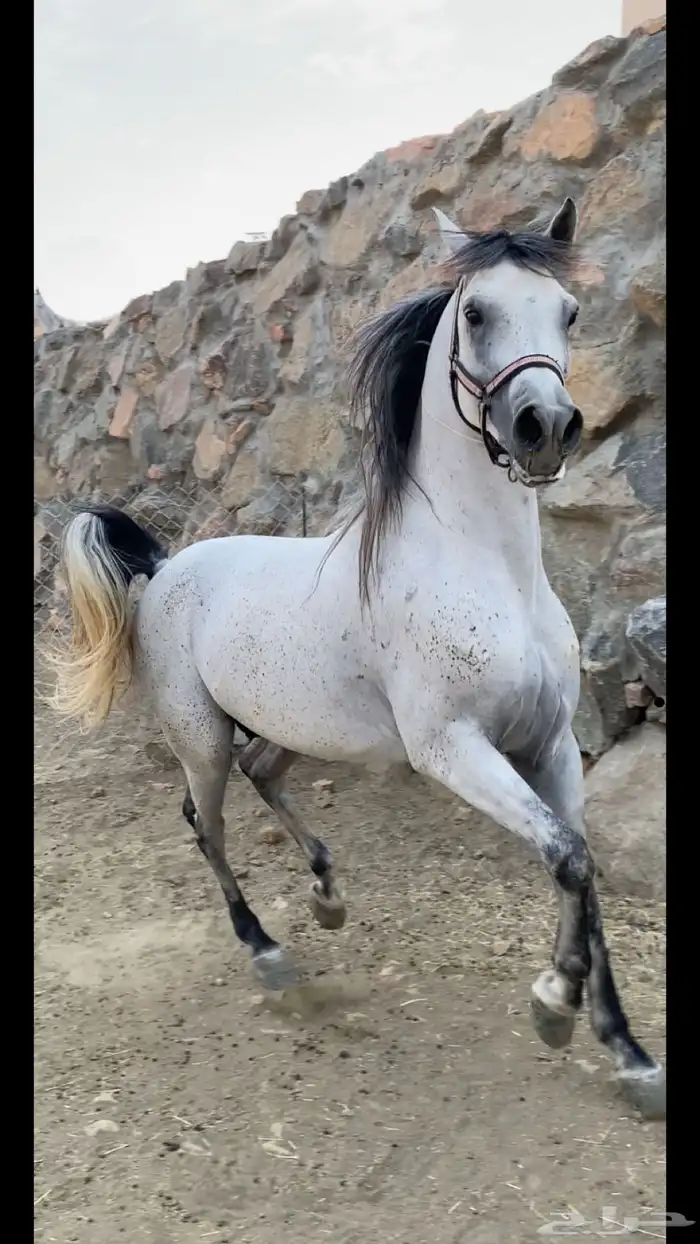 حصان شعبي من نوادر الشعبيات 0
