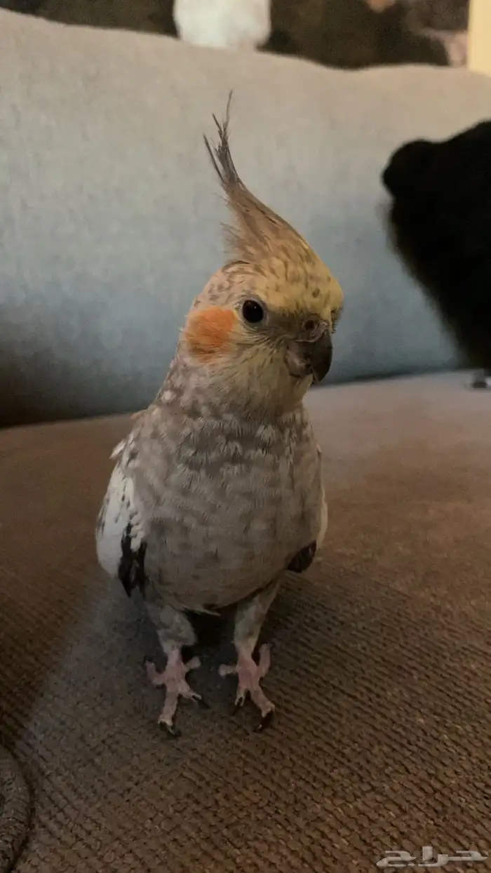 زوج طيور كروان لم يسبق لهم الانتاج 6