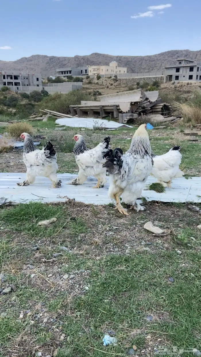 دجاج براهما بياض تم البيع 1
