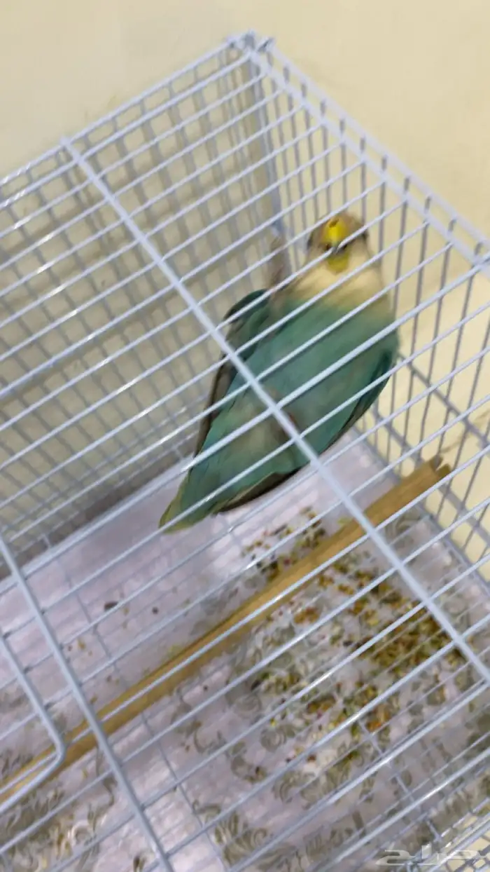 ببغاء روز اليف 3
