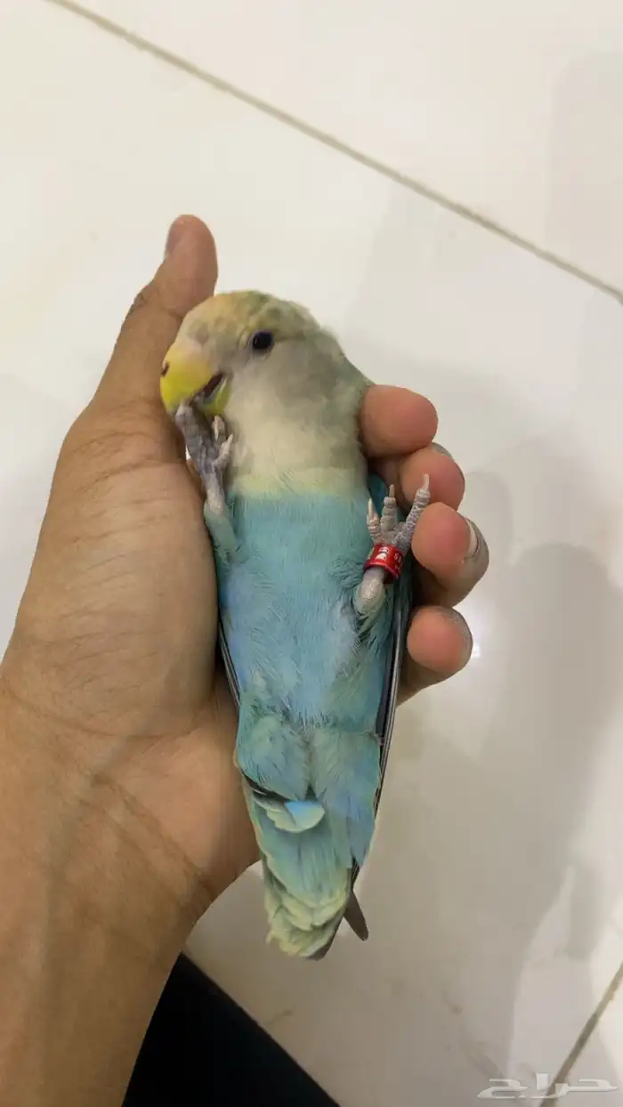ببغاء روز اليف 1