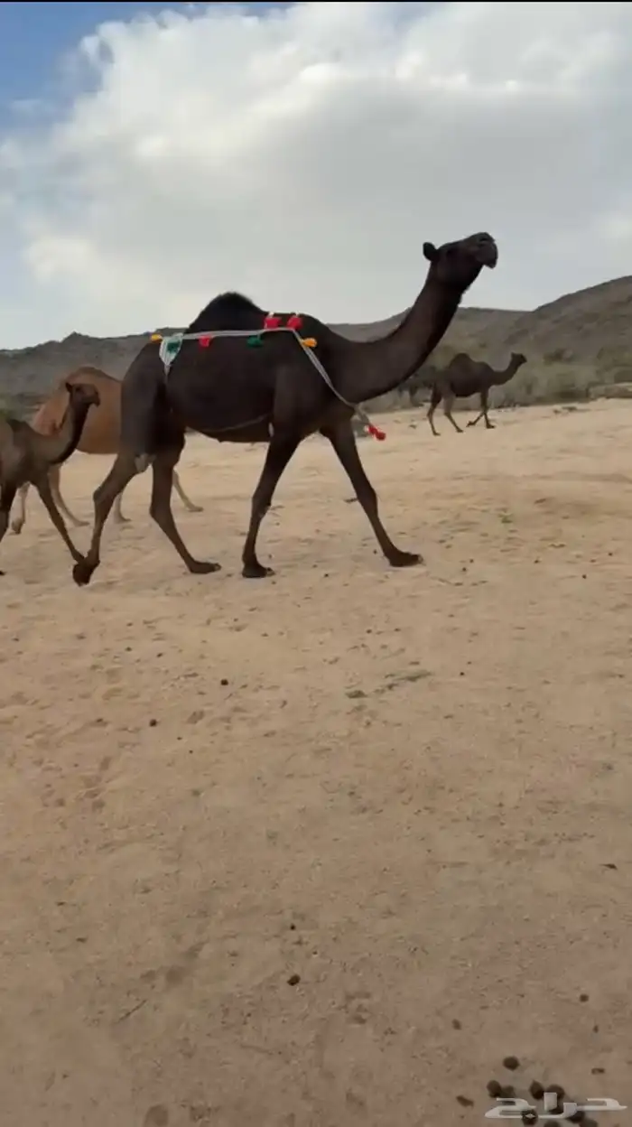 للبيع عشرا تحتها بكره 0