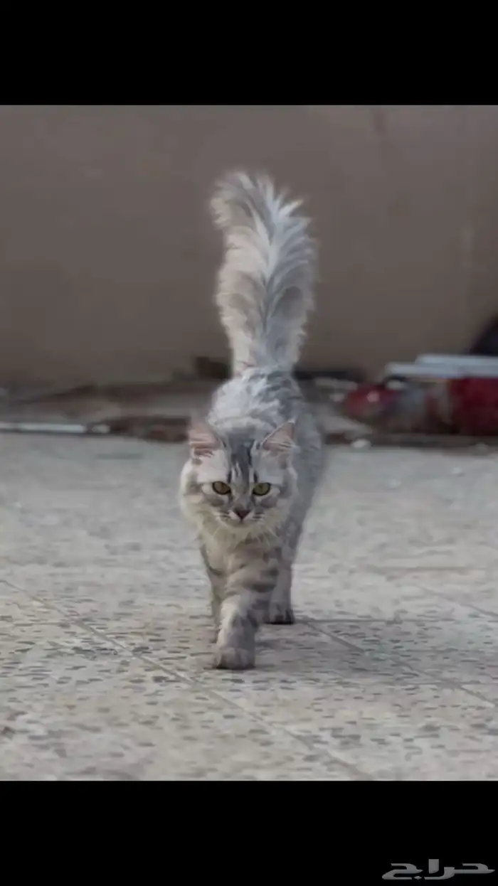 قطة تبني بيش 0