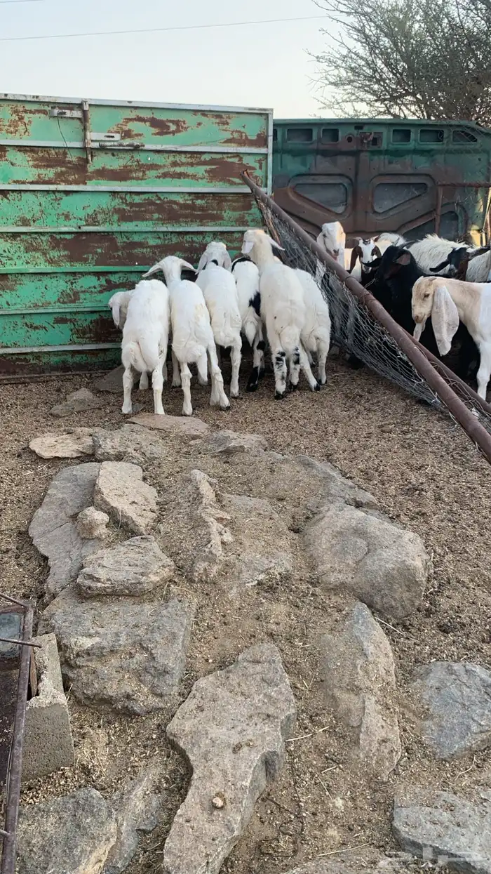 خرفان كفووو سعاره مناسب 0