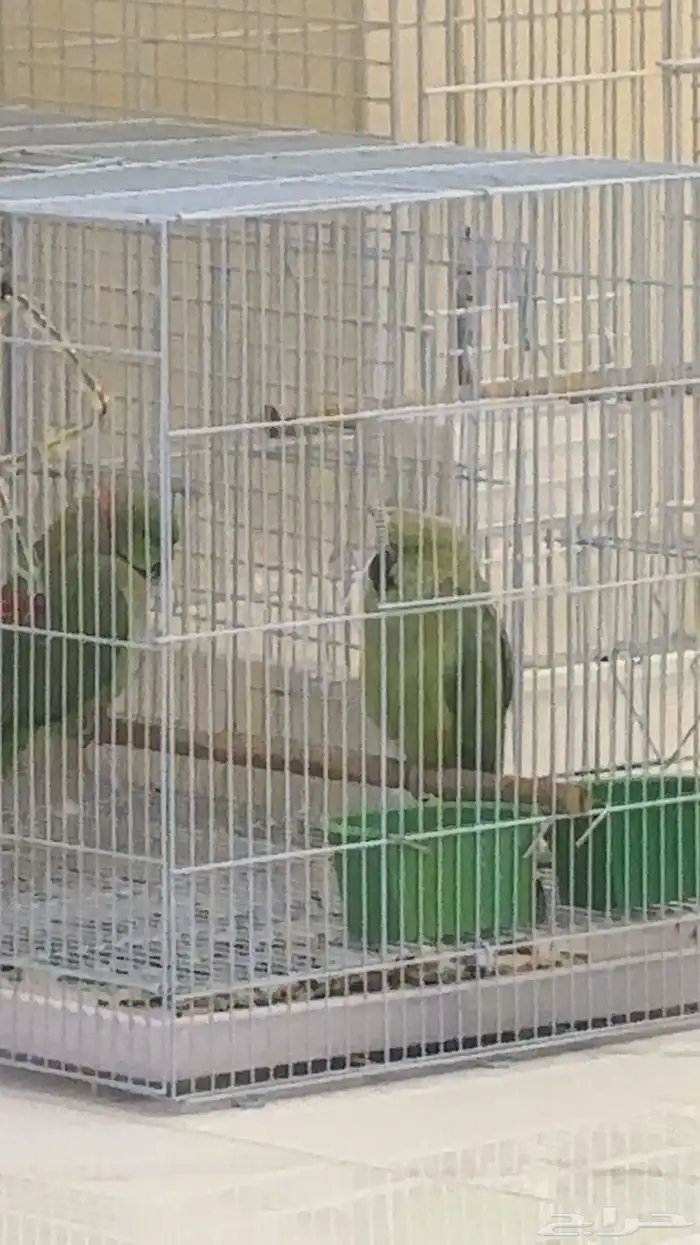 ببغاء زوج 0