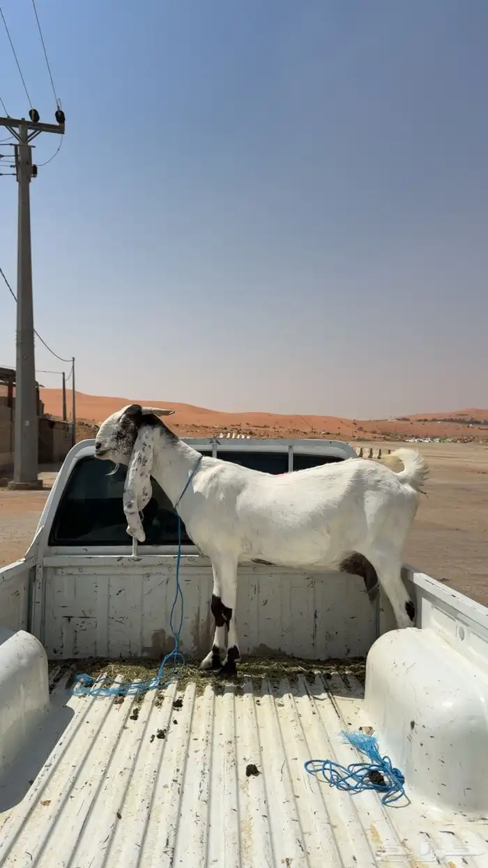 عنز مطوره 1