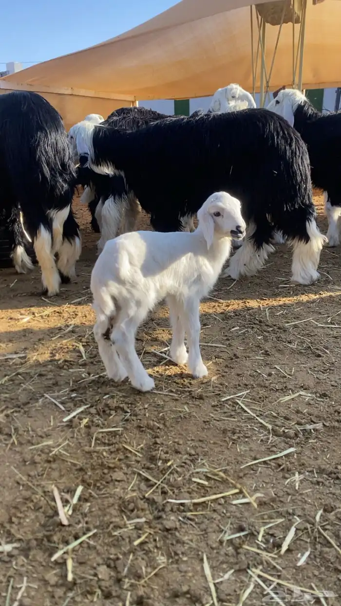 حري عمر شهر 0