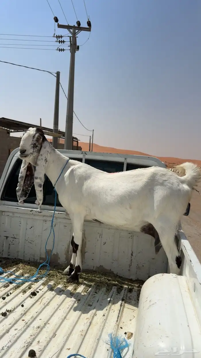 عنز مطوره 2