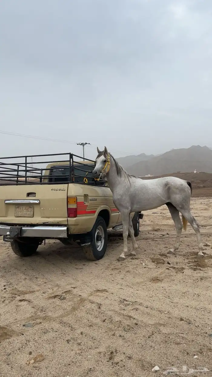 الحصان كفو 9