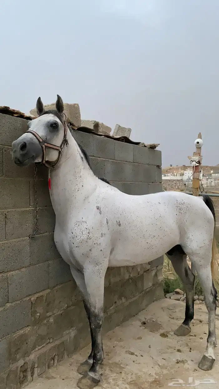 حصان شعبي من نوادر الشعبيات 16