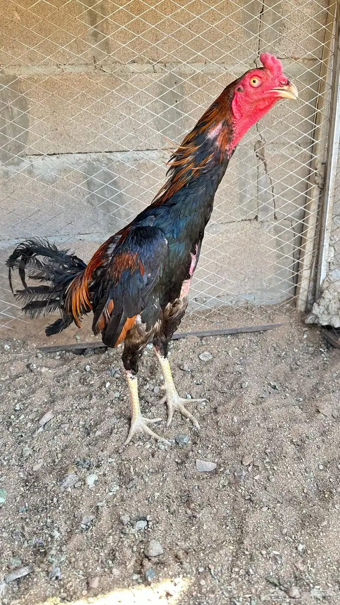 ديك للبيع 0