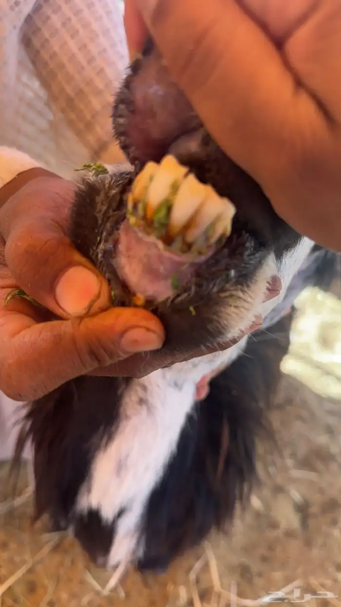 نعاج حيل 3