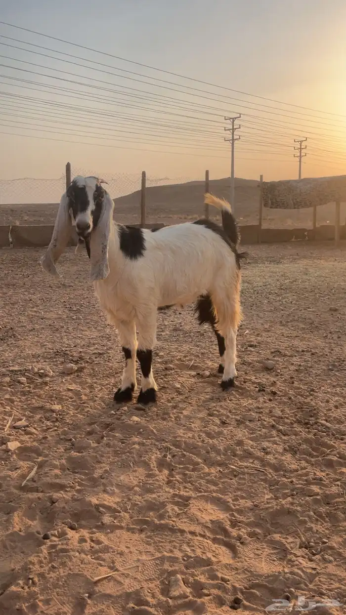 جفره للبيع 0