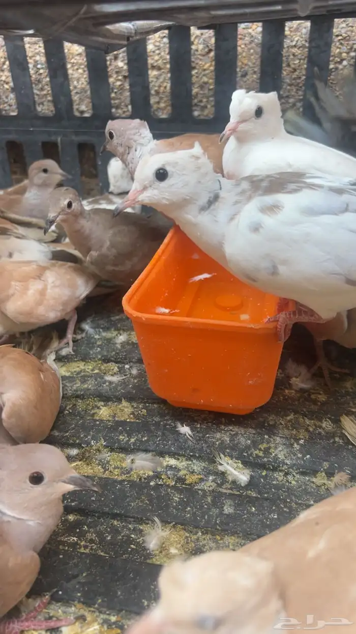 طيور الياكريم للبيع عشه واحده فيه فروخ معهن 1