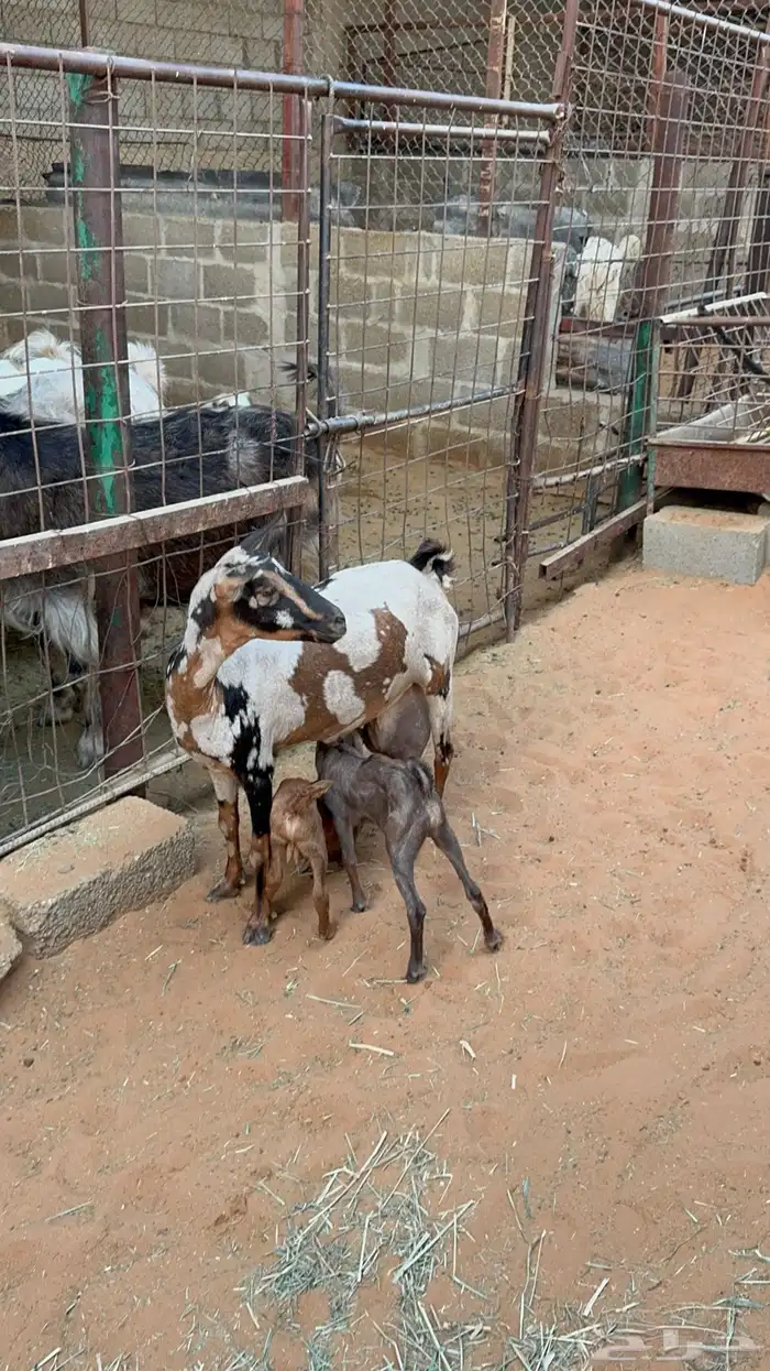 ماعز عمانية متابيع 1