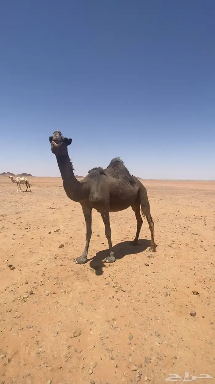 ناقه حائل مجهم على جميع الشروط 1