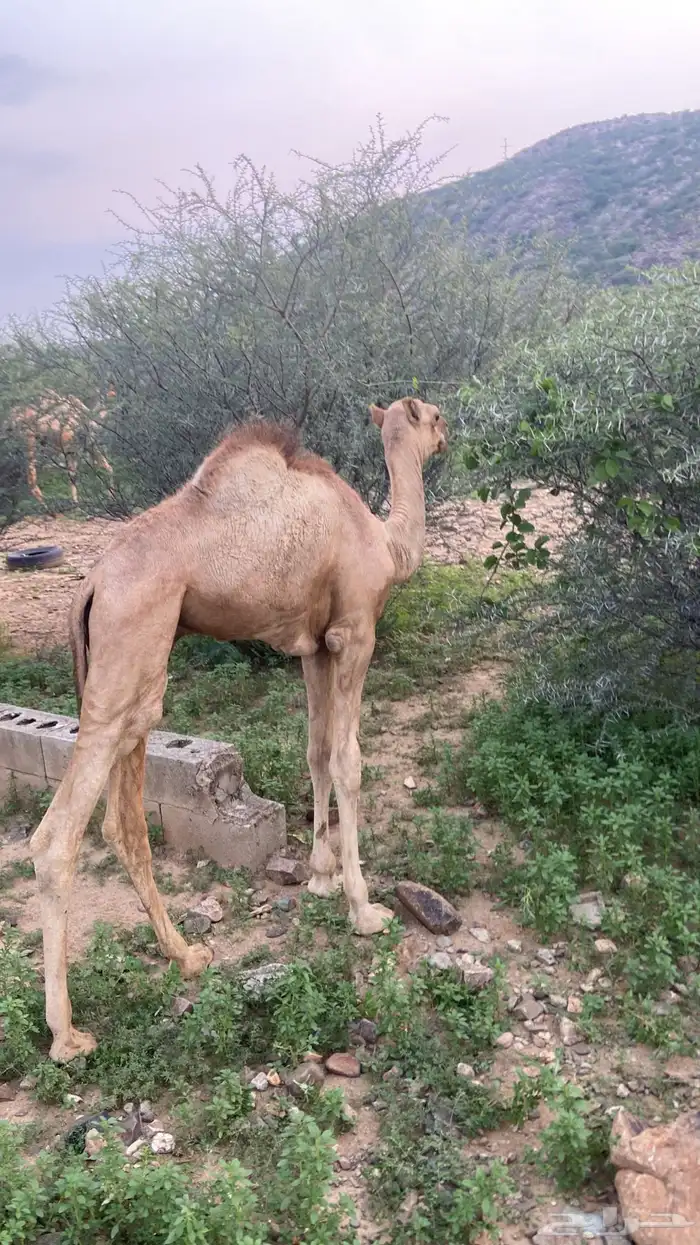 قعود لباني العمر 3 شهور. 0