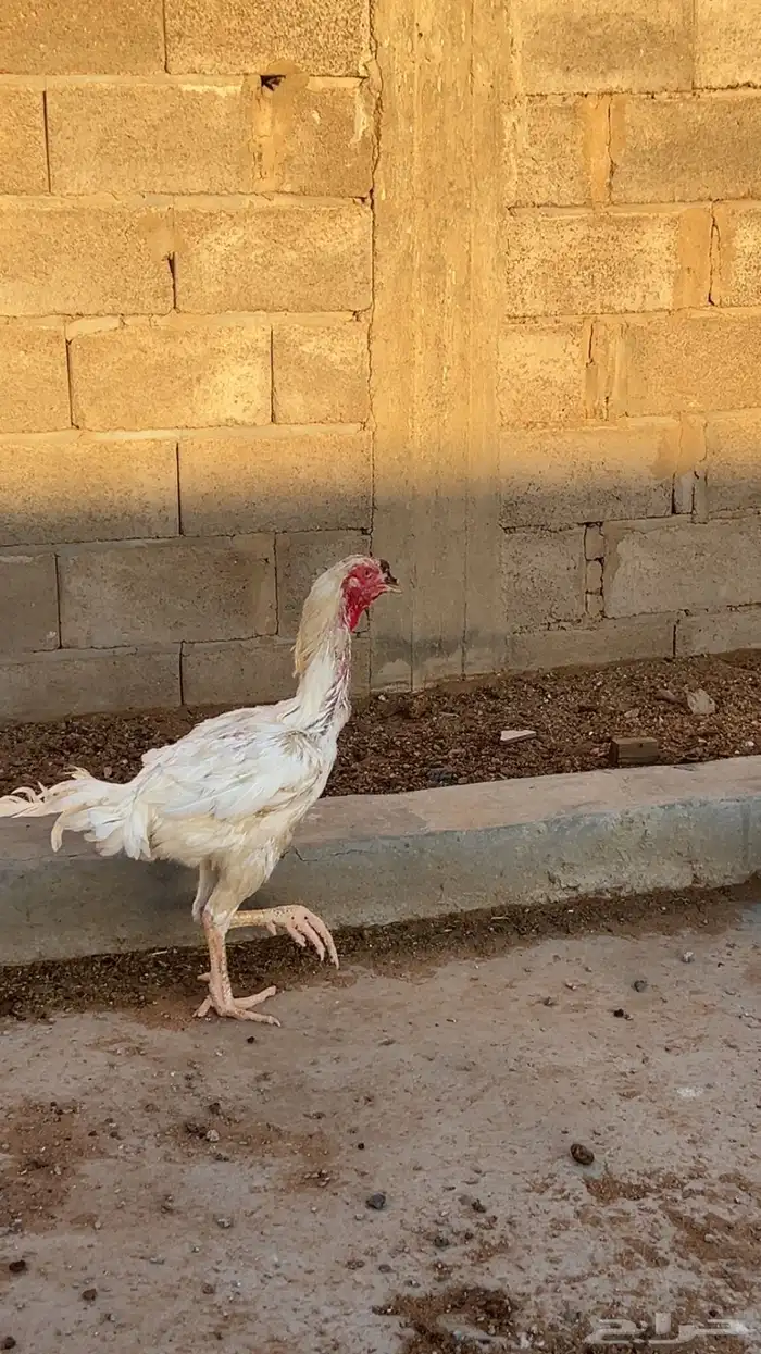 ديك باكستاني للبيع شرط نظيف الموقع حايل السوق الجنوبي 1